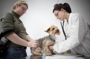 Consultas Veterinarias