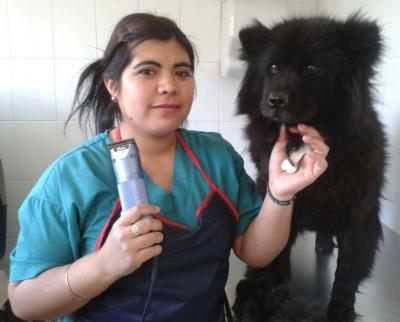 Peluquería canina y felina